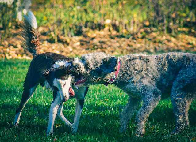 Managing Redirected Aggression in Dogs