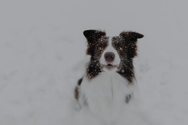 Dogs may exhibit changes in behavior when they are feeling cold
