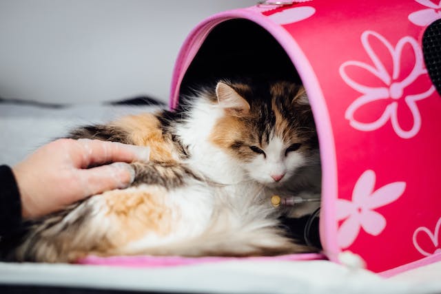 Tips for Cat Post-Neutering Care