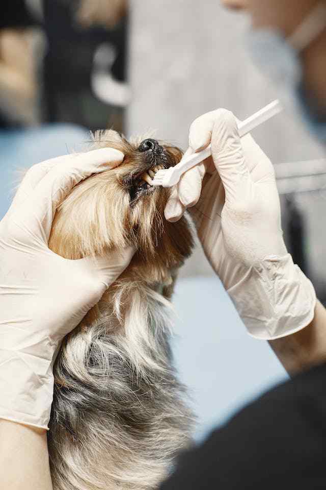 The Most Effective Ways to Keep Your Shih Tzu Teeth Clean