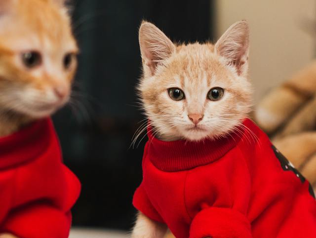 How to Keep Outdoor Cats Warm in Winter