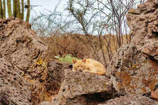 Feral Cats Sleep Along Abandoned Track Roads
