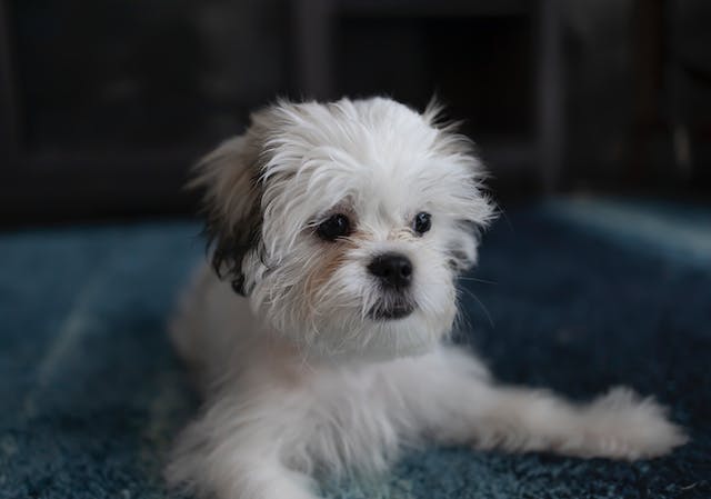 Causes of Shih Tzu Anxiety