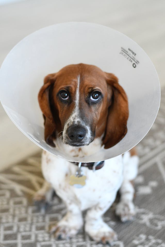 Ways to Help a Dog Cope with Trauma After Spaying