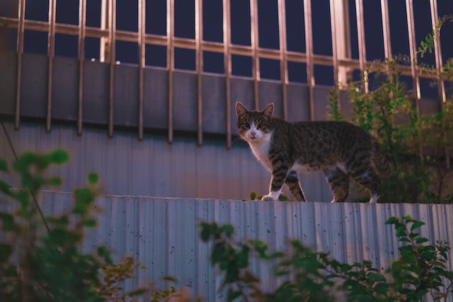 Places Where Feral Cats Live