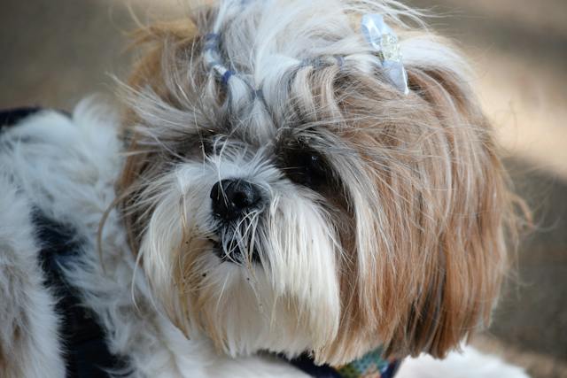 Effects of separation anxiety on Shih Tzu