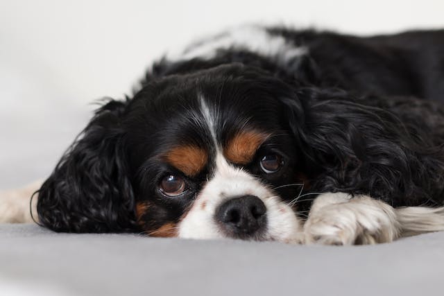What to do if your dog is hiding under the bed and not eating