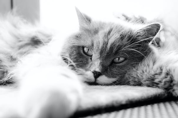 Reasons Why a Cat May be Lethargic Not Eating or Drinking