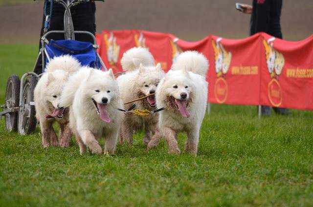Are Samoyeds Good Family Dogs